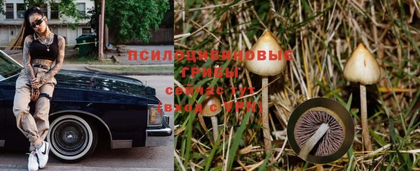 дмт Бородино